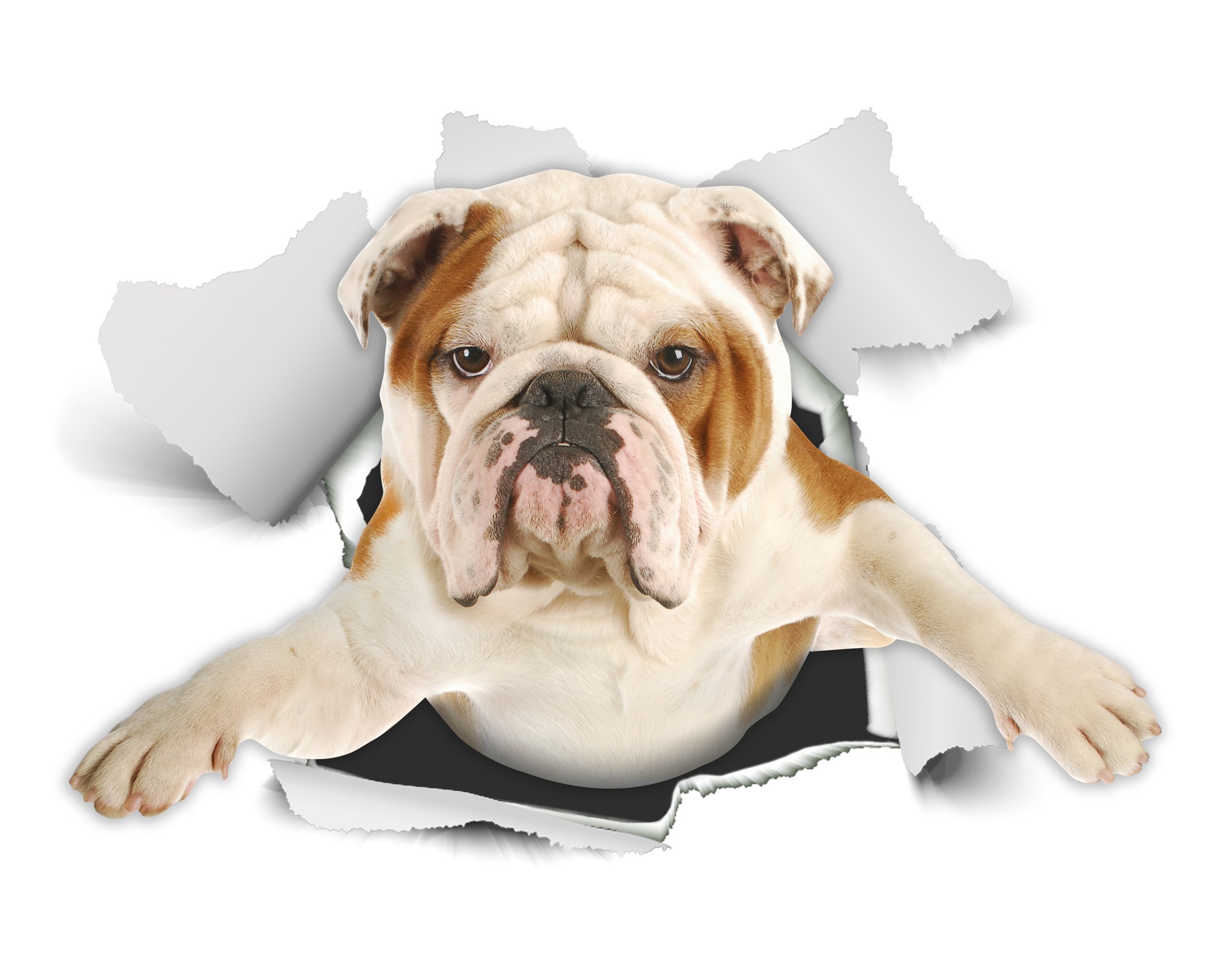 Winston & Bear 3D Dog Stickers - 2 Pack - British Bulldog Sticker for Wall, Fridge, Toilet and More English Bulldog