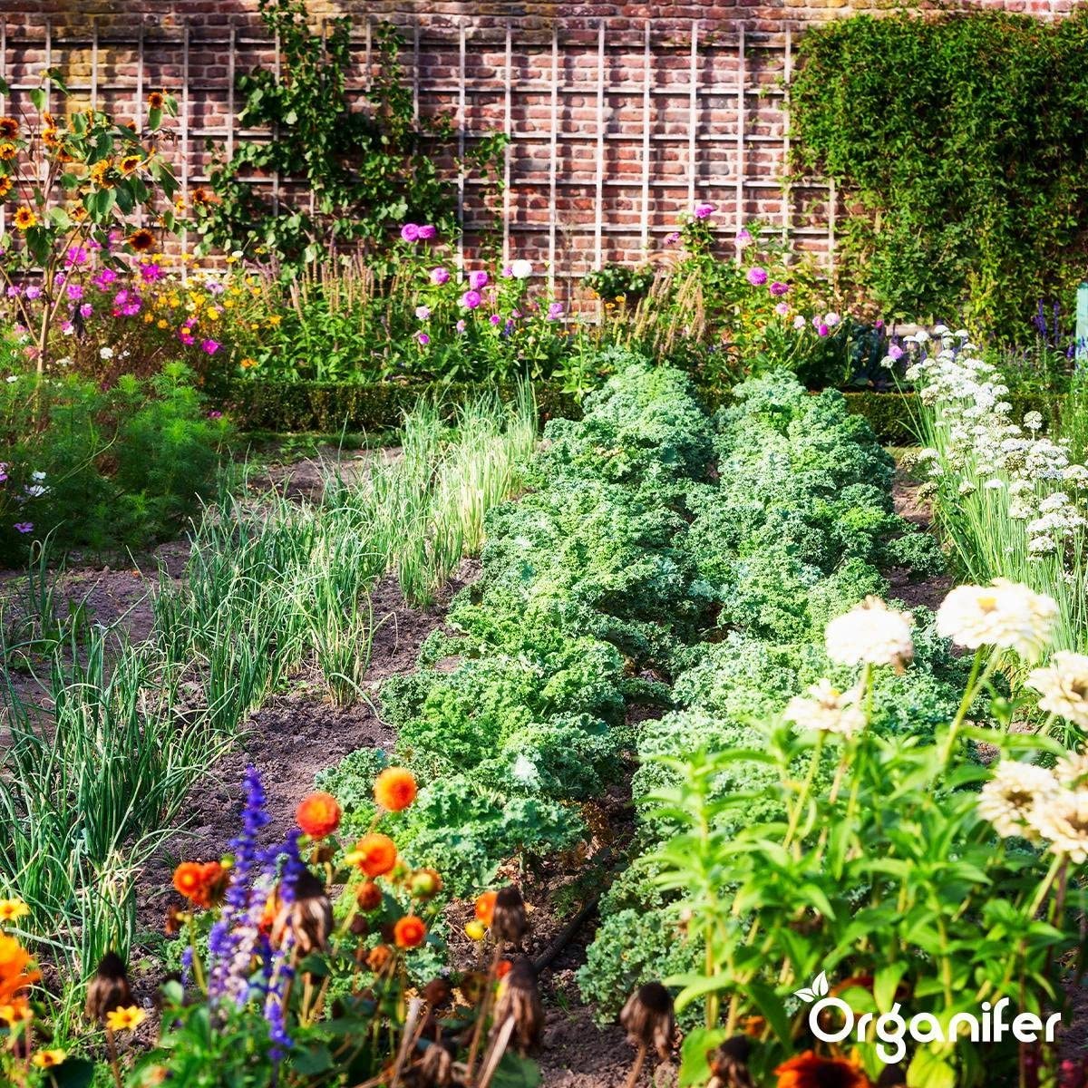 Organifer Kuhmistpellets 3in1 (20 kg - für 200 m2), Organischer Dünger, Natürlicher Bodenverbesserer, Nachhaltige Gartenarbeit, Umweltfreundlicher Dünger, Nährstoffreich, Rasenverbesserung 9