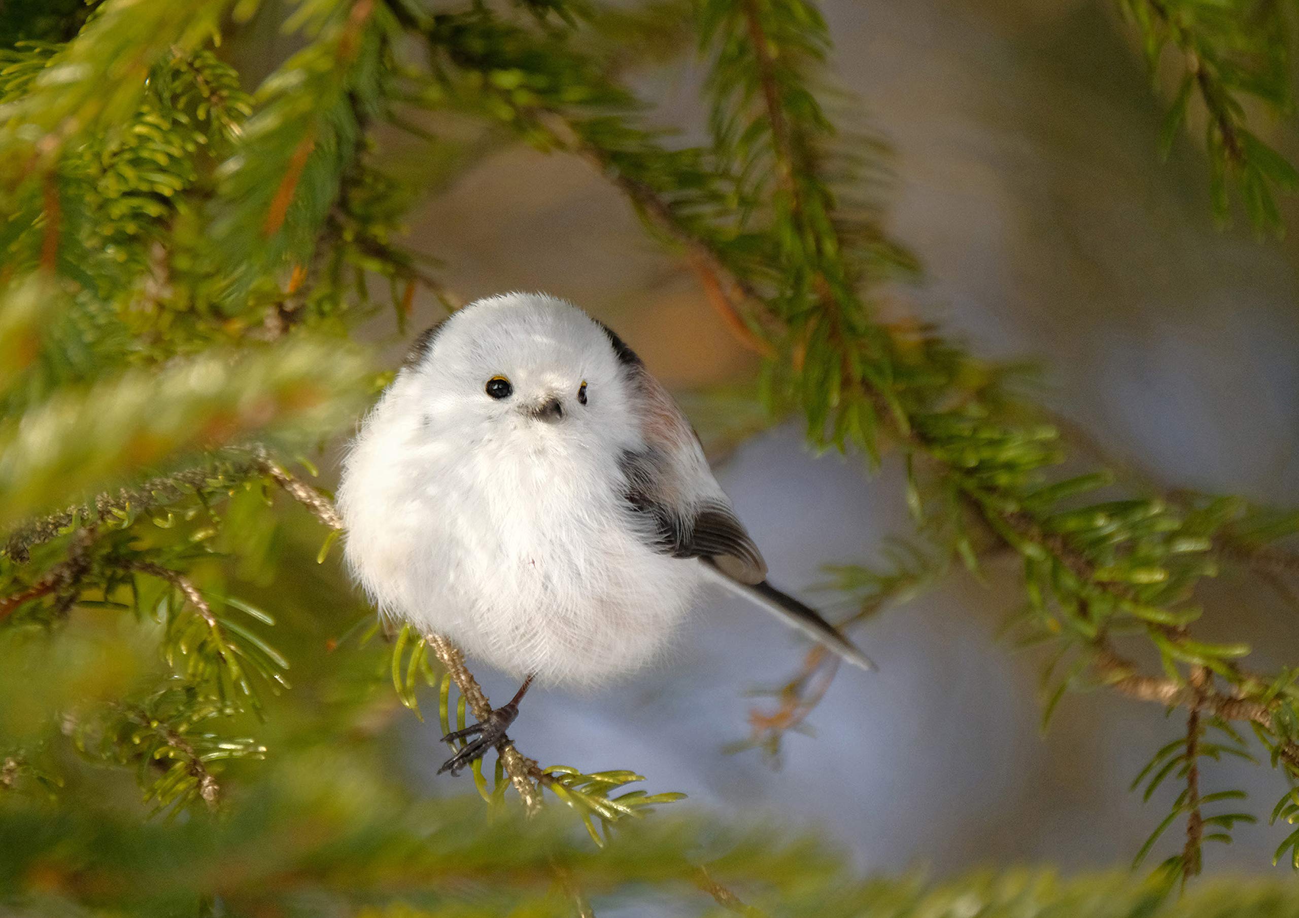 ふわころことりschedule Book 21 インプレス手帳21 インプレス手帳編集部 本 通販 Amazon