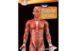 Your Muscular System (Searchlight Books ™ — How Does Your Body Work?)
