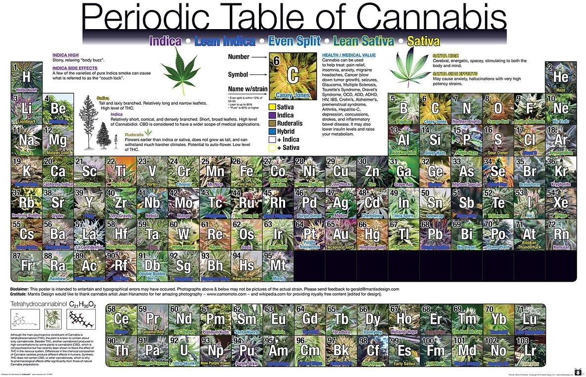 Póster "Tabla periódica de Cannabis" Variedades de Cáñamo (91,5cm x