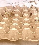 livefoods4u Live Locusts Large x 100 Reptile Live Food 20-35mm view 4