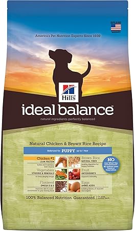 pitbull cattle dog mix puppy