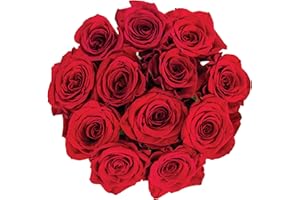 Colour Republic Fresh Cut Premium Ecuadorian Red Roses, Dozen Fresh Flowers Delivery