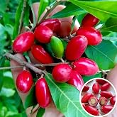 Miracle Fruit Seeds for Planting, 30+ Perennial Synsepalum Dulcificum Daniell Fruit Seed, Non-GMO Heirloom Miracle Berry Fruit Seed for Home Garden Outdoor