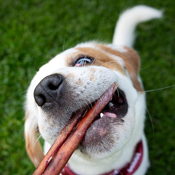 CADET BULLY HIDE STICKS FOR SMALL DOGS, ALL-NATURAL BEEF PIZZLE, LIMITED-INGREDIENT LONG-LASTING DOG CHEWS FOR AGGRESSIVE CHEWERS, 4 COUNT