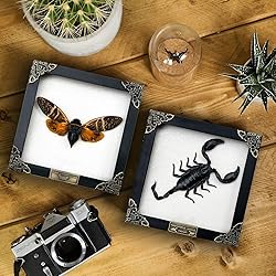 2 Real Framed Scorpion Cicada Beetle Shadow Box