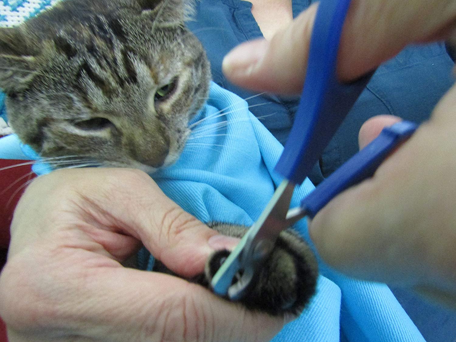 cozy comfort carrier