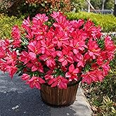 INSPRING Artificial Flowers for Outdoors Outside Decoration, 3 Bundles Spring Fake Silk Azalea Plants UV Resistant Realistic Faux Flowers for Outdoor Planter Front Door Patio Garden Home, Hotpink