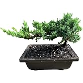 Live Dwarf Juniper Bonsai Tree | Potted in Plastic Pot | 3 Years Old | 100% Handcrafted | Outdoor Bonsai | Unique Gift for Birthday, Graduation, Anniversary
