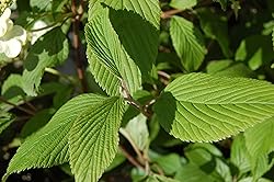 Viburnum