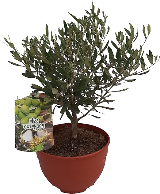 PePePlant - Olivo JUNIOR (olea europea) Árbol frutal. Perfecto ...