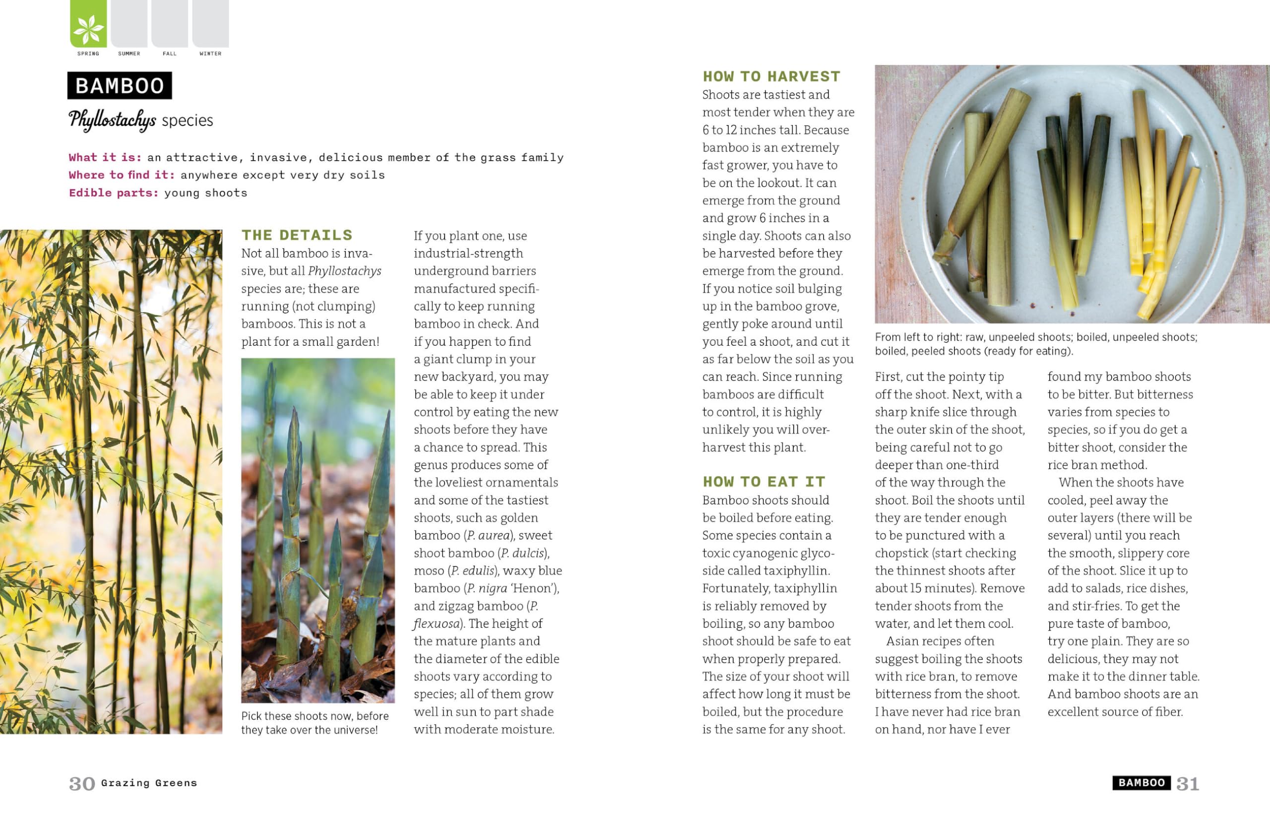 Backyard Foraging: 65 Familiar Plants You Didn’t Know You Could Eat