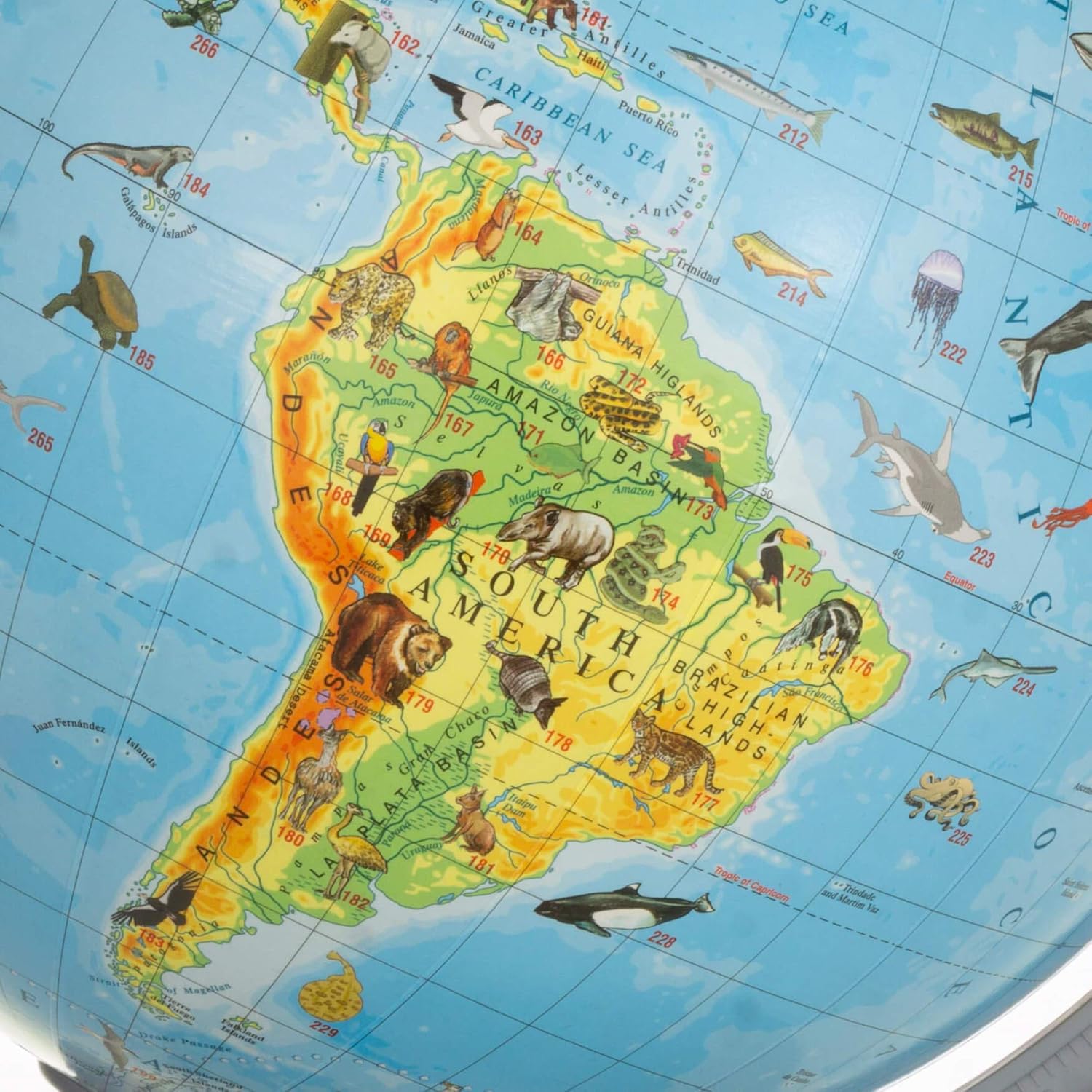 Animals 22cm Globe - Young Kids Globes, Ocean Blue, Green - Image 4