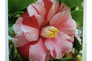 NEW LIFE NURSERY & GARDEN Lady Vansittart Camellia Japonica - Live Plant - Quart Pot