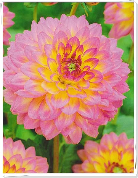 Amazon ダリア球根 家の縦花 私たちは多くの種類 多くのデザインを持っています 鉢植えのダリア ピンク 8球根 花