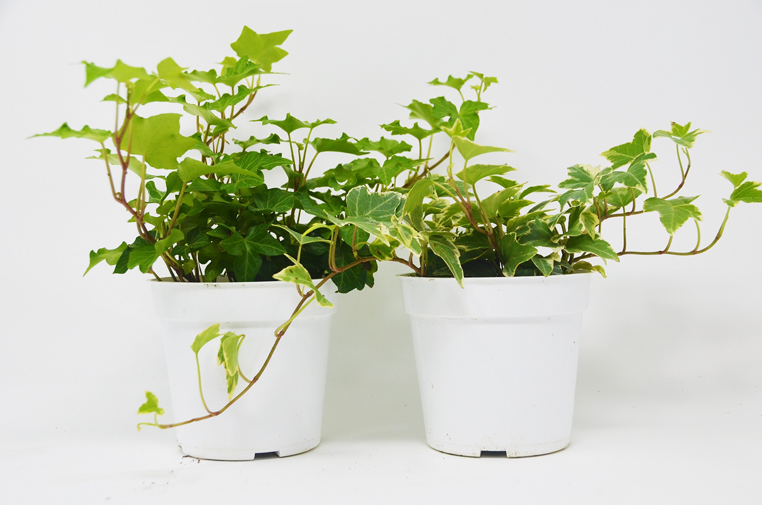 2 Different English Ivy plants Live House Plant FREE Care Guide 4" Pot Ground Cover