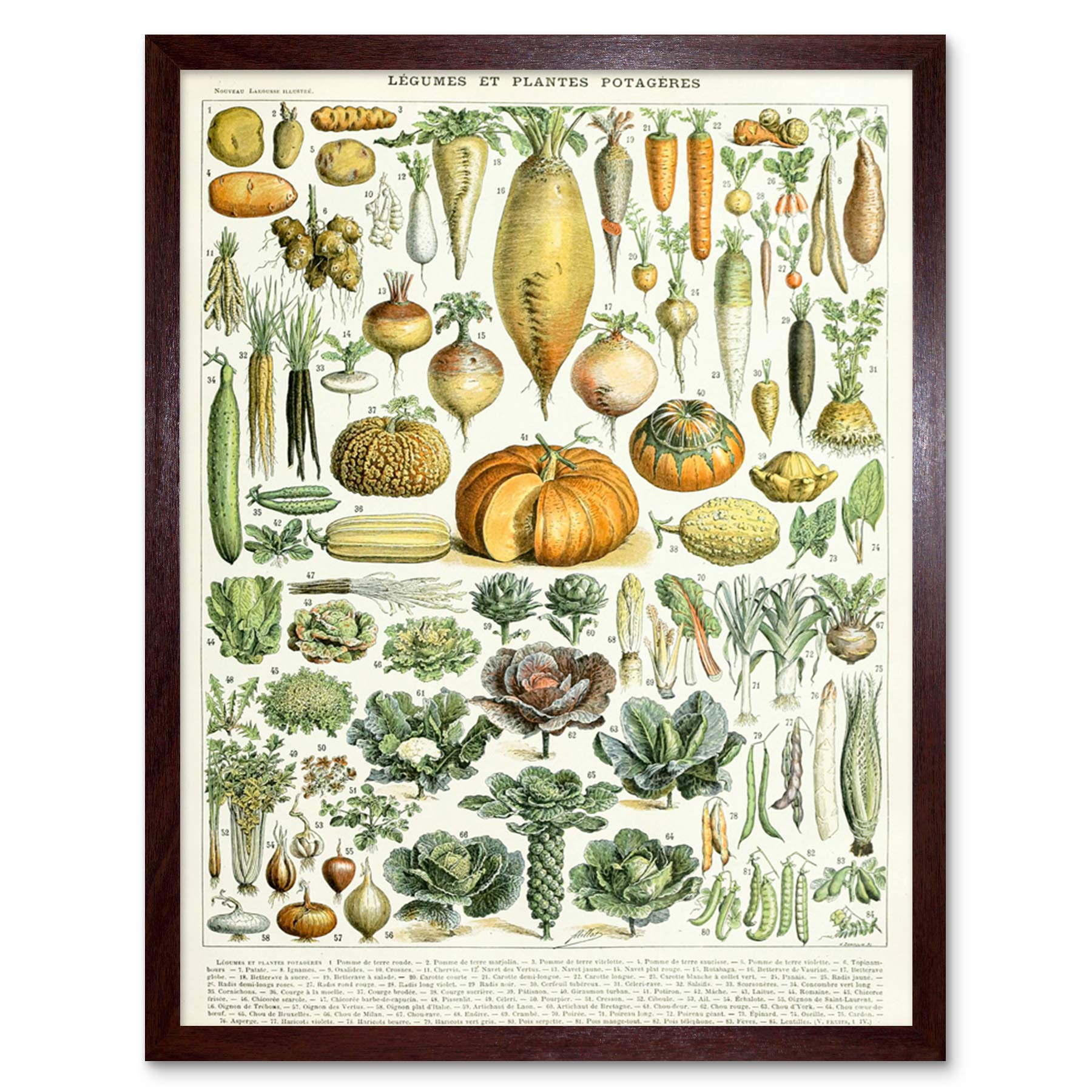 Artery8 Millot Encyclopedia Page Legumes Vegetables Art Print Framed Poster Wall Decor 12x16 inch