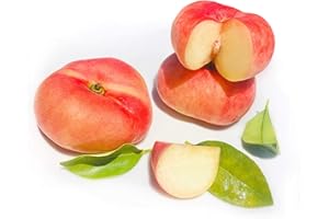 Kejora Fresh Saturn Peach/Doughnut Peach 12 pcs