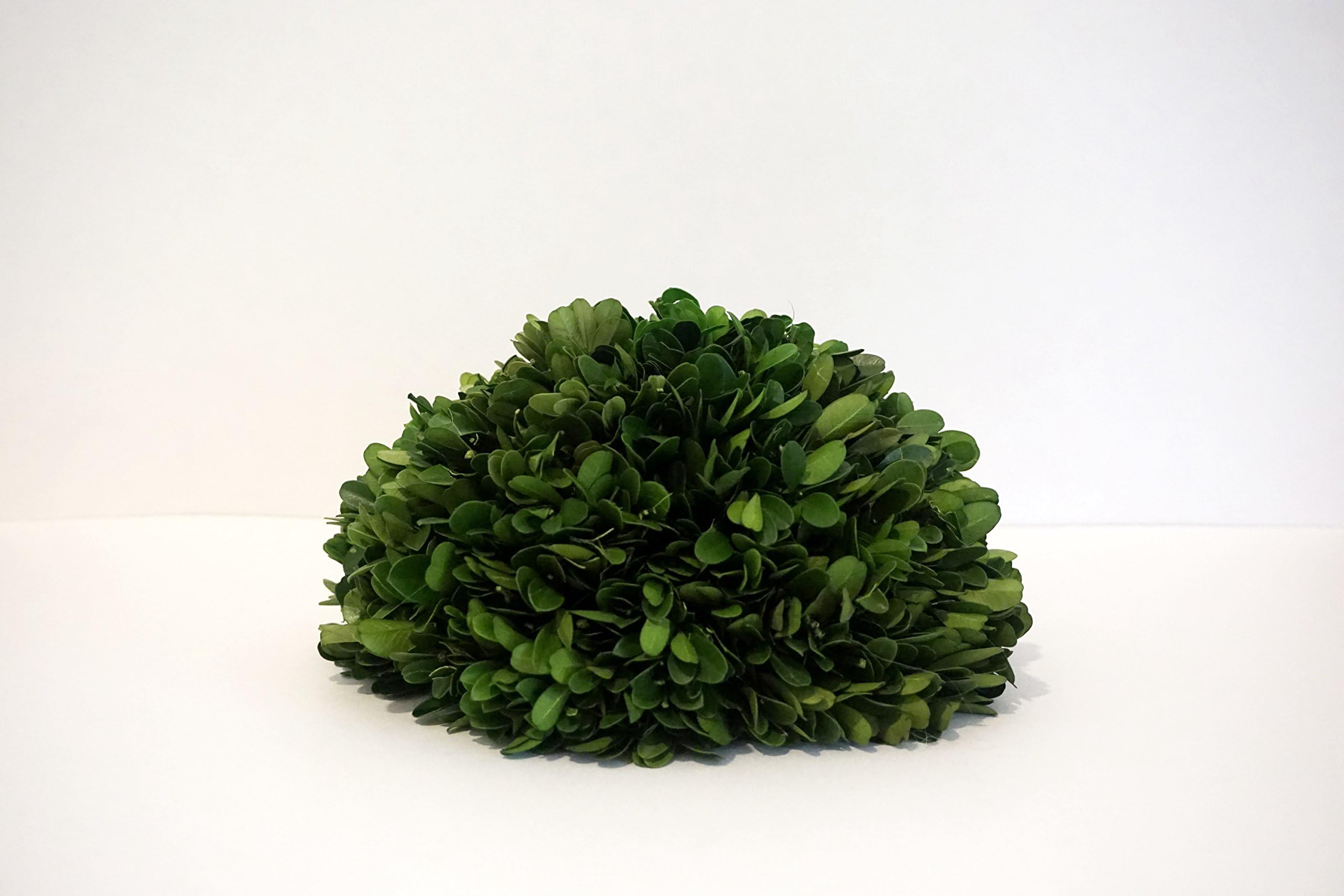 Tradingsmith Preserved Boxwood Half Ball - 8 inch