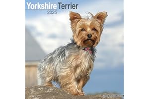 Yorkshire Terrier Calendar 2025 | Square Yorkie Dog Breed Wall Calendar - 16 Month