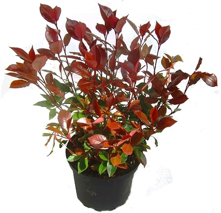 Small Gloss Mushroom Photinia Fraseri Little Red Robin Hardy Evergreen Small Shrub 19 Cm Pot Amazon De Garten