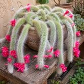 2 Live Monkey Tail Cactus Plant in 2" Pot, Easy Care Indoor Greenery, Decorative Long Trailing Cactus for Shelves and Bright Spaces