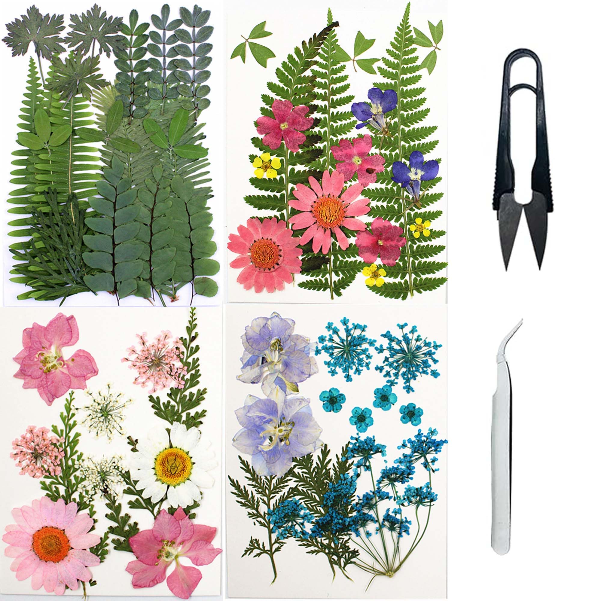 Cayway Natural Dried Pressed Flowers, Natural Dried Pressed Leaves, Natural Dry Flowers Leaves with Tweezers, Scissors for Pressed Leaf Art Craft DIY Embellishment Decorations (Green Pink Blue)