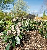 Heart of Eden Decorative Bark 60L Ground Cover Mulch view 3