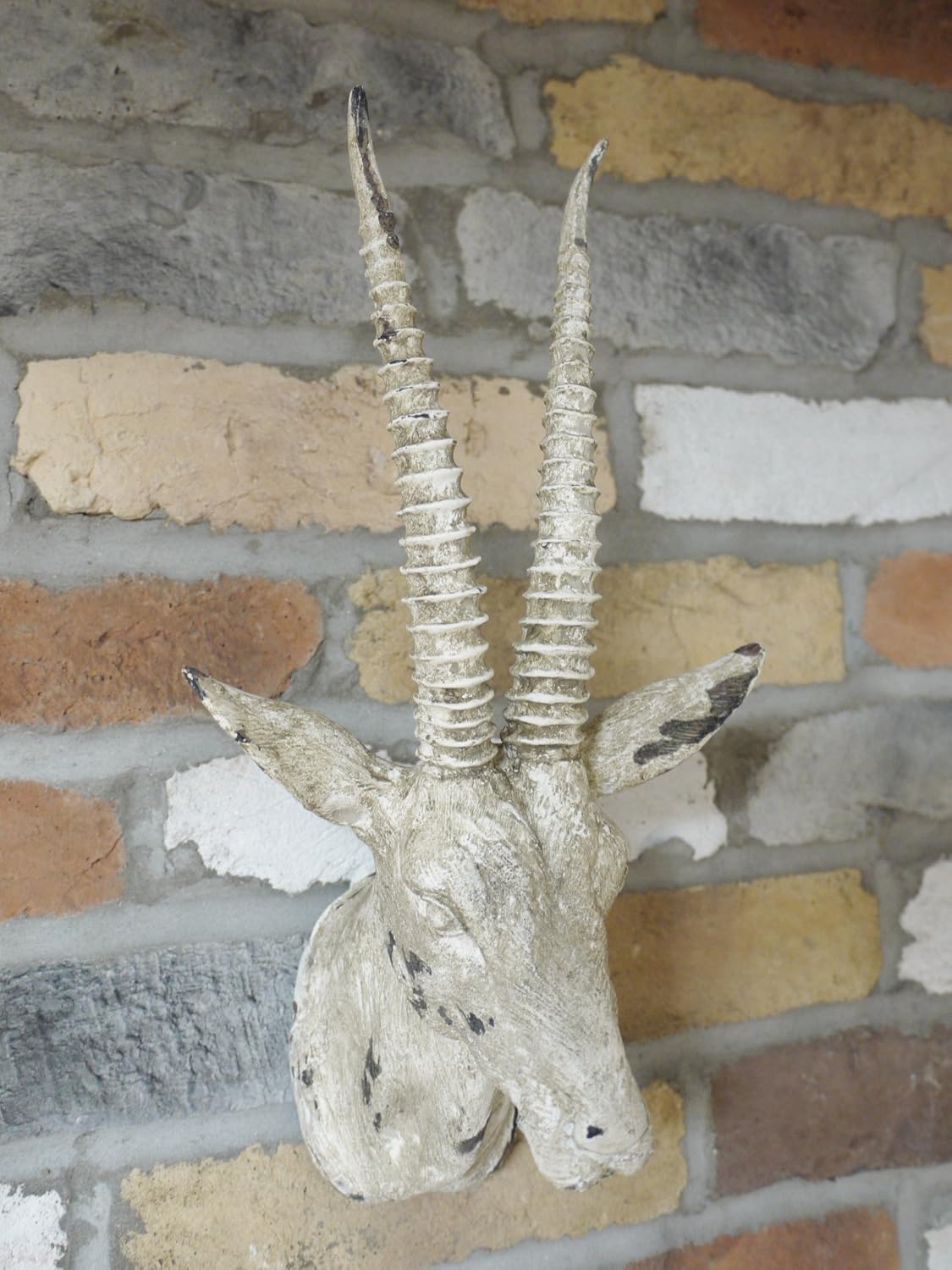 Miniature Stag Skull Insight from Leticia