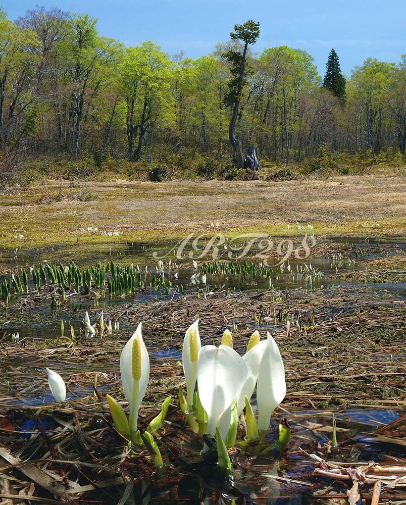 Amazon Co Jp 風景写真ポスター 福島県 駒止湿原 水芭蕉 自然豊かな場所でしか咲かない花 01 最高級の素材とこだわりのプリントで再現しました サイズ59 4 48ｃｍ ホーム キッチン