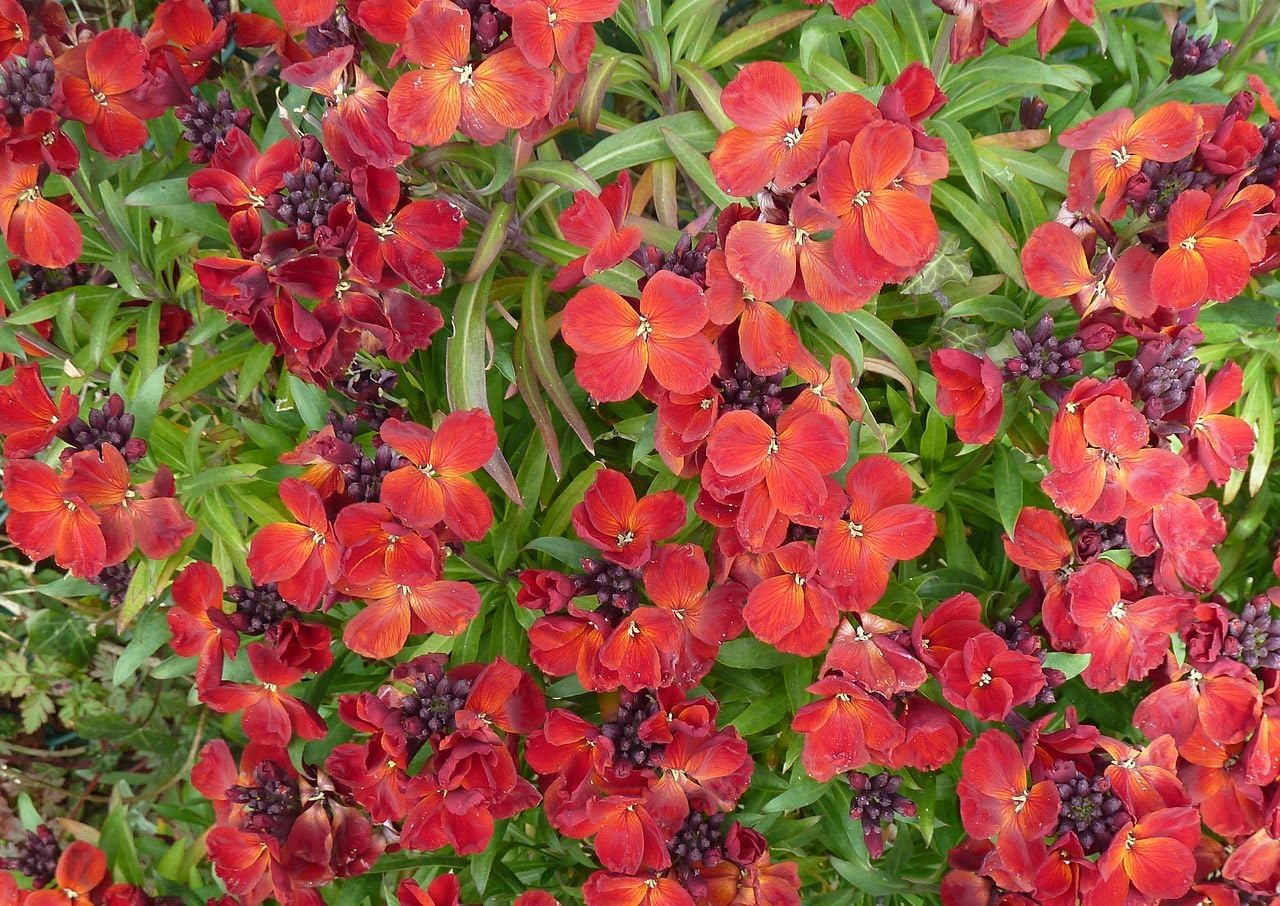 Erysimum cheiri x, WallFlower - Ruby Gem, 0.5g Approx 250 Seeds
