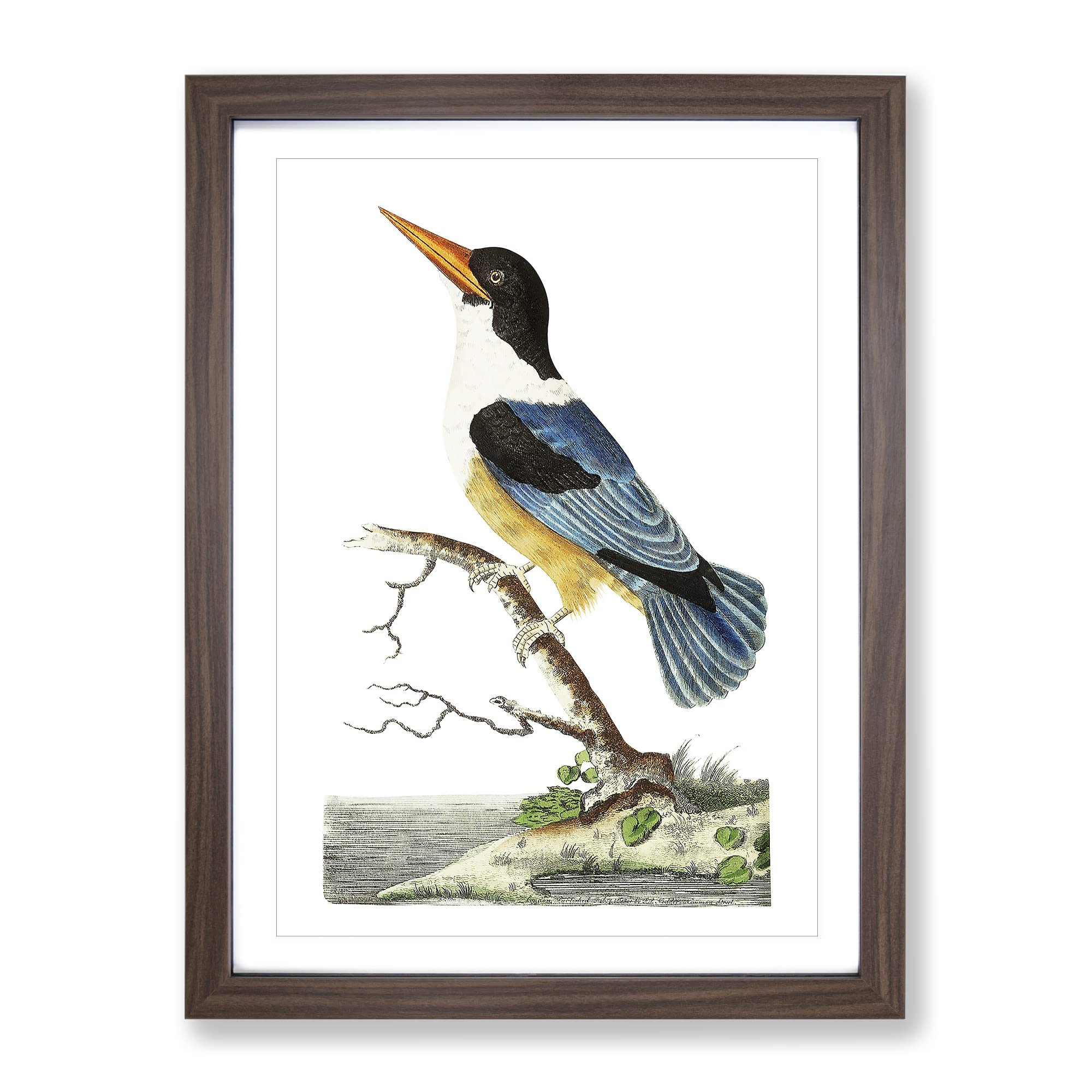 Blue Kingfisher By George Shaw Vintage Framed Wall Art Print, Ready to Hang Picture for Living Room Bedroom Home Office Décor, Walnut A4 (34 x 25 cm)