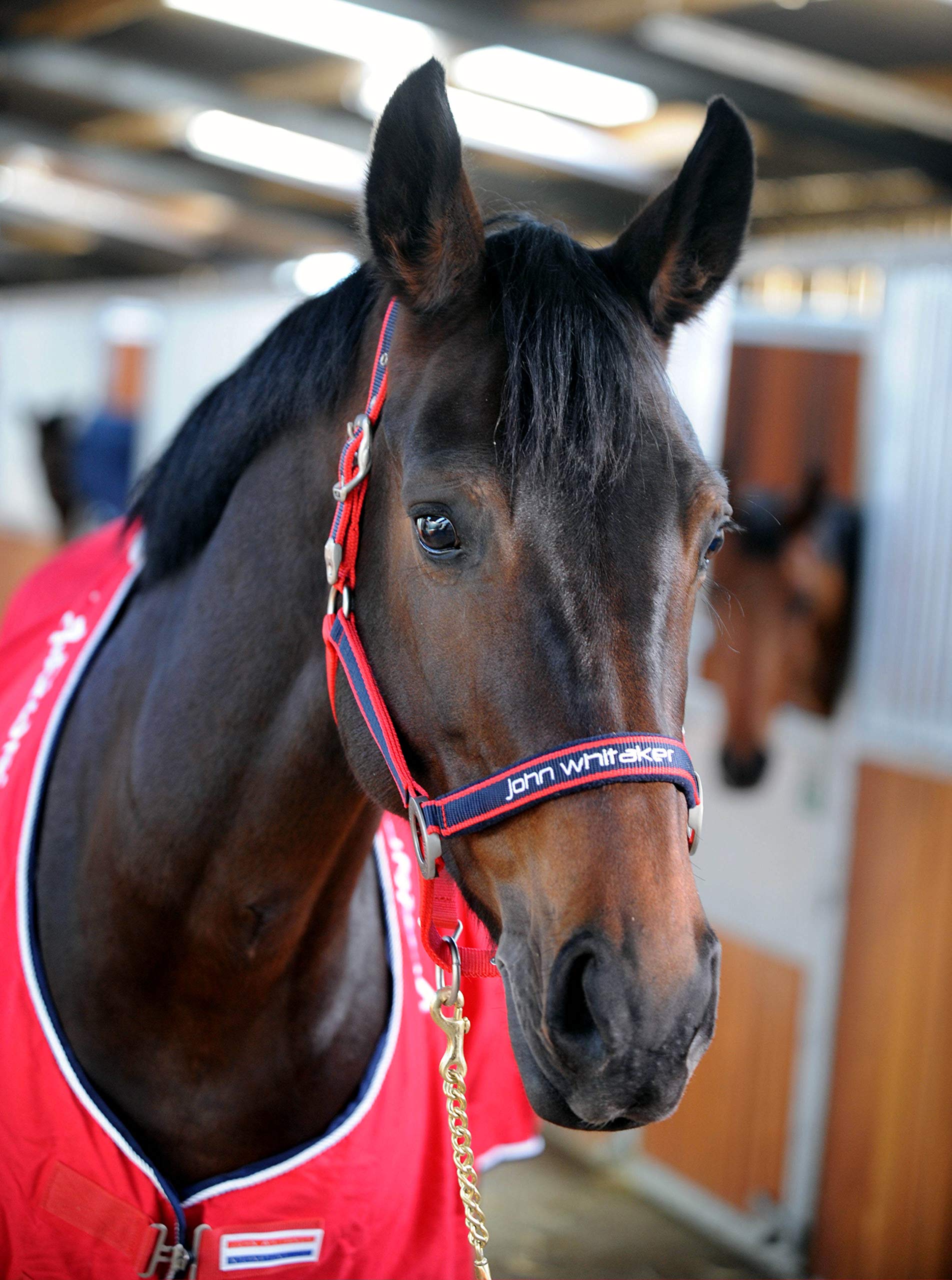John Whitaker See Description Padded Fleece Headcollar Red/, Red, Cob EU
