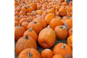 AXEL'S GARDEN SEEDS Small Sugar Pumpkin Seeds for Planting - Non-GMO Heirloom Packet with Instructions to Plant a Home Vegetable Garden - Great Gardening Gift - 25 Seeds Per Pack (1 Packet)