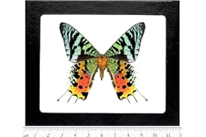 BicBugs Urania ripheus Verso Real Framed Butterfly Pink Orange Green Sunset Moth Madagascar