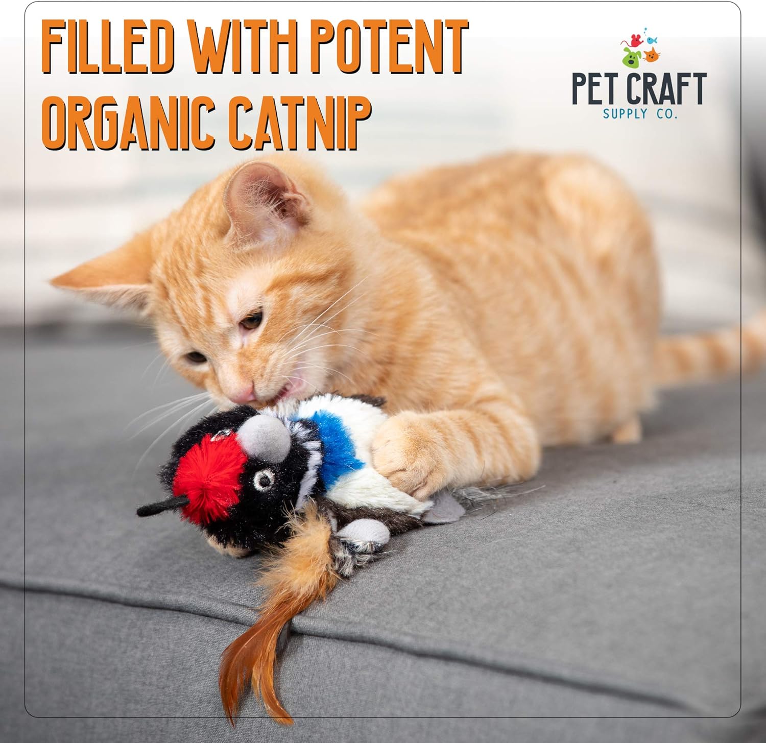 Pet Craft Supply Co. Batty Bird & Quirky Quail Funny Cuddling Chasing Irresistible Stimulating Soft Plush Boredom Relief Interactive Catnip Filled Cat Toy with Realistic Feathers 2 Pack : Pet Supplies