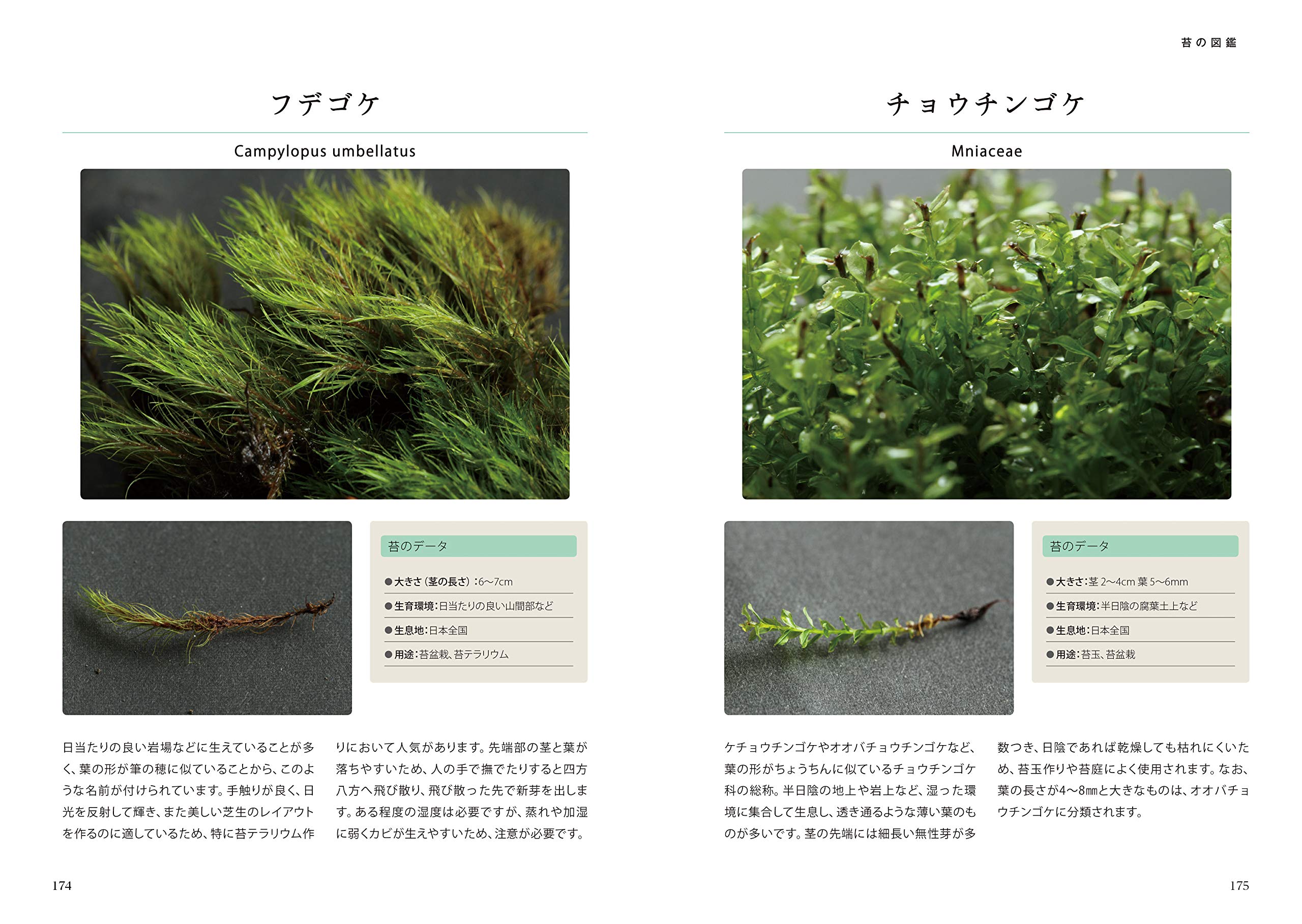一番くわしい苔の教科書 苔玉 苔盆栽 苔盆景 苔テラリウム Amazon Com Books