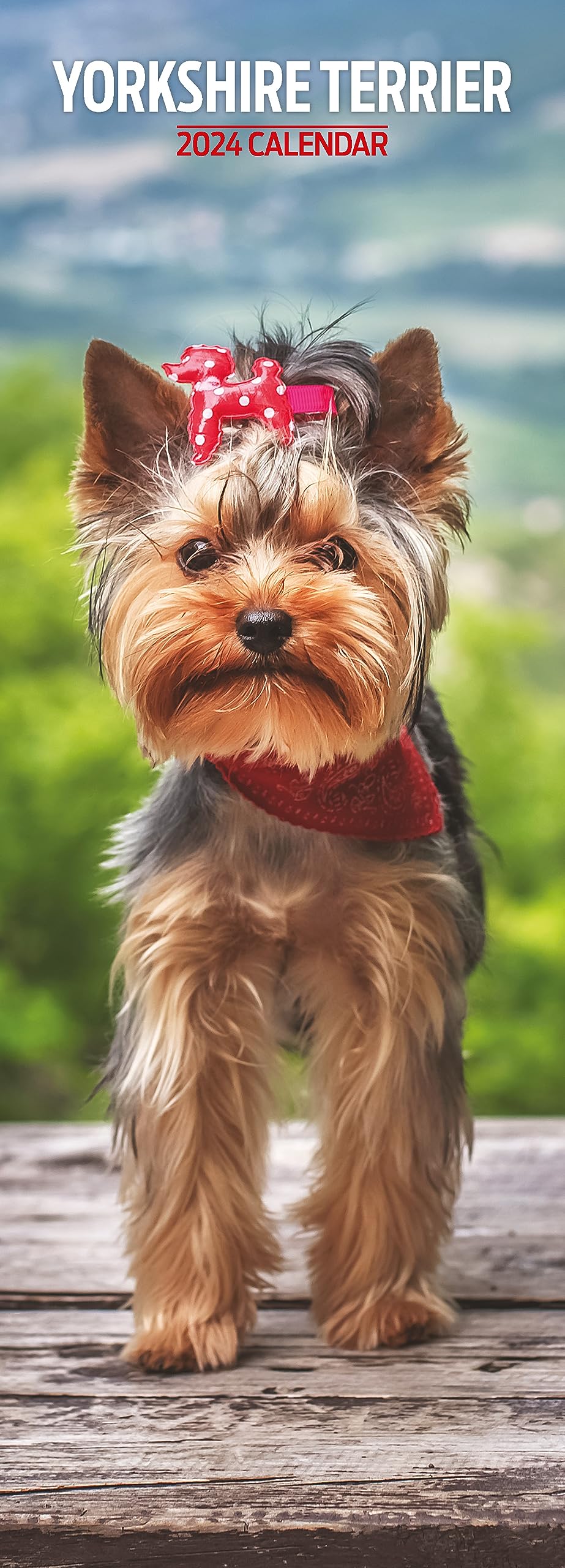 Yorkshire Terrier Slim 2024 Calendar Multi-Colour