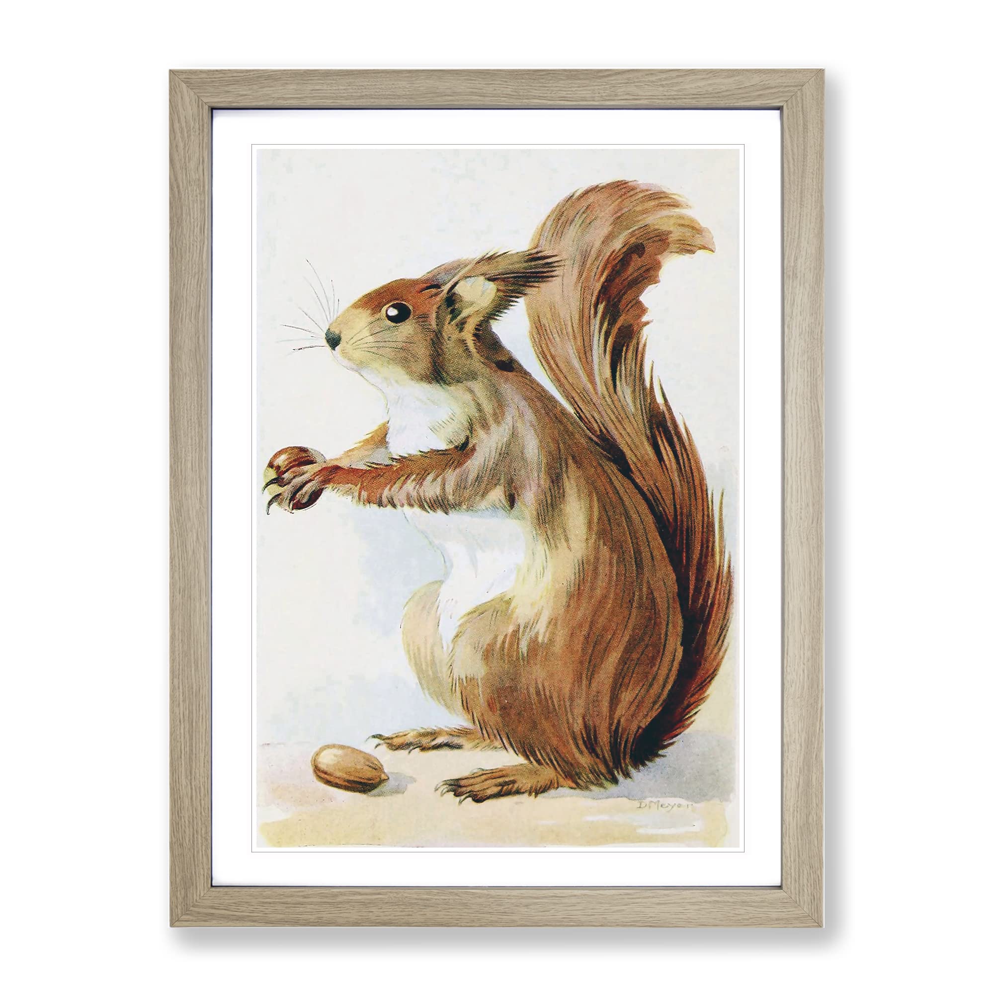 Vintage Meyer, Doris Squirrel Vintage Framed Wall Art Print, Ready to Hang Picture for Living Room Bedroom Home Office Décor, Oak A4 (34 x 25 cm)