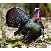 NiceTargets Turkey Archery Target, 20" x 22.5" Photorealistic Life Size Plastic Animal Target Practice, Bow Targets for Archery Training, Hunting Targets with Vanishing Vital Zones, Made in USA