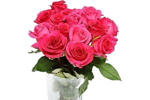 GREENCHOICEFLOWERS Fresh Cut 12 Hot Pink Roses - Fresh from the Farm Pink Rose Bouquet – Hand-Selected Long-Lasting, Gift and Home Decor Perfect Fresh Flowers |20" Long Stems No Vase- Dozen | Flowers Gift