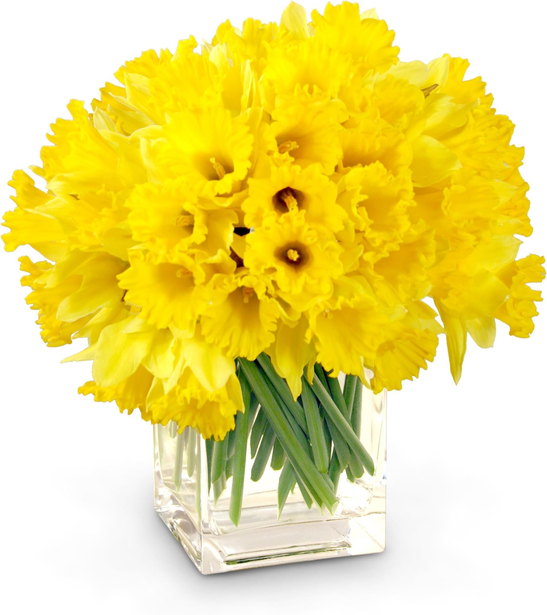 Spring Daffodils 50 Stems