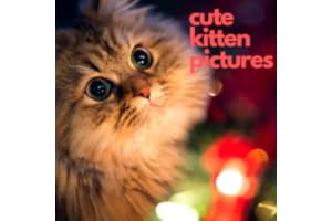 Cute kitten pictures