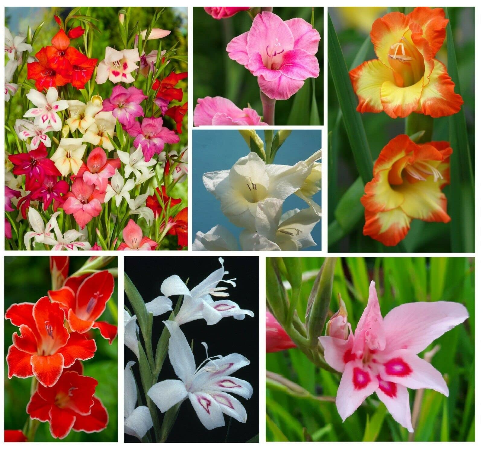 20x Gladioli Nanus Mixed Bulbs Spring Flowering Dwarf Gladiolus Colourful Garden Summer Cut Flowers Autumn Planting Hardy Corms
