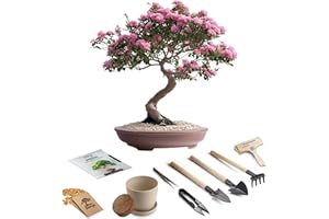 AVERGO Bonsai Starter Kit – 1x Crape Myrtle Bonsai Tree | Complete Indoor Starter Kit for Growing Bonsai Plants with Tools & Planters – Gardening Gifts for Women & Men