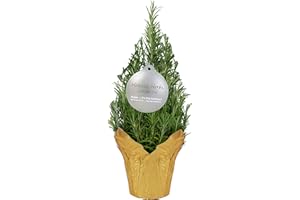 THE THREE COMPANY Live Aromatic Christmas Tree Shaped Rosemary in Deco Cover - Naturally Improves Breathing - Beautiful Holiday Decor - 10" Tall by 4" Wide in 1 Pt Pot
