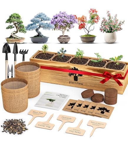 Olmo Chino (Ulmus Parvifolia) 🌿 Un Bello Ejemplar En Proceso De - Foto 7