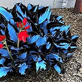200+ Blue Hosta Seeds for Planting - Perennial Hosta Seeds for Cultivating Lush Blooms - Boasts Eye-Catching Foliage & Blooms