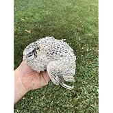 FPS Twenty + Mix Pearl &amp; Pansy Fee Coturnix Quail Hatching Eggs by Fox Peak Outdoor Supply LLC. (20)